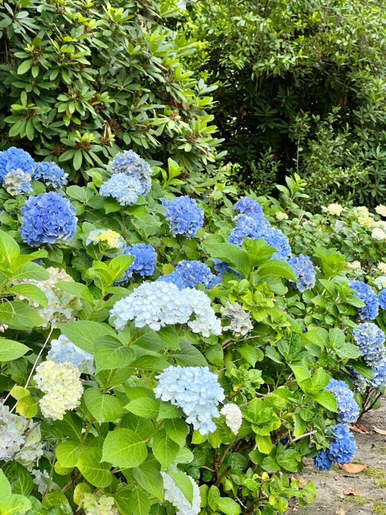 Blue hydrangeas on a summer day