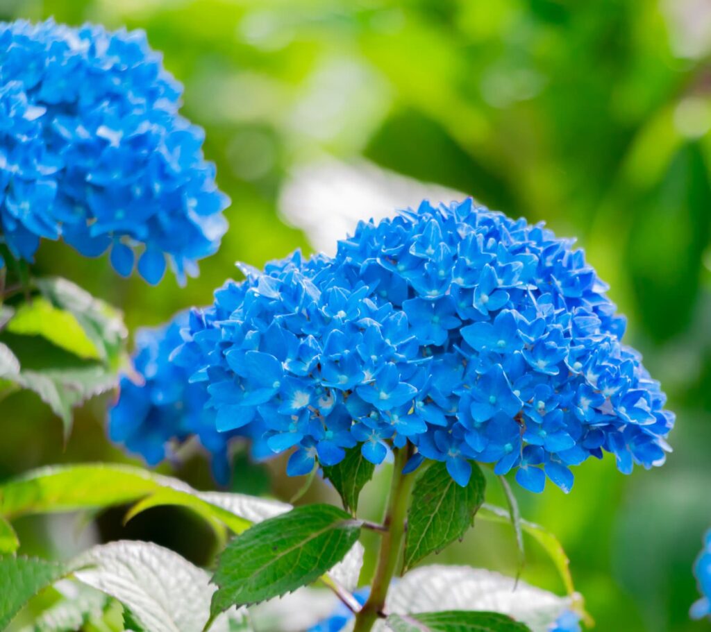 weekend-meanderings-happy-summer Summer garden after rainfall with hydrangeas in North Carolina