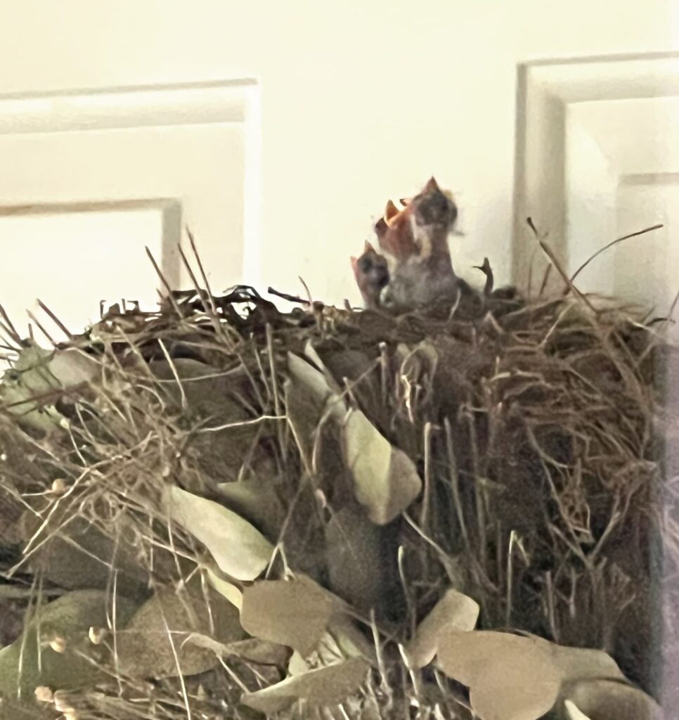 monday musings summer baby birds nest porch wreath