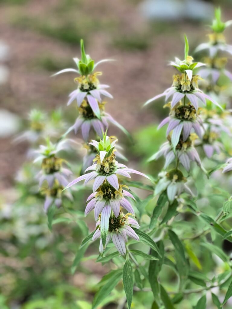 Weekend Meanderings summer wildflower garden in North Carolina