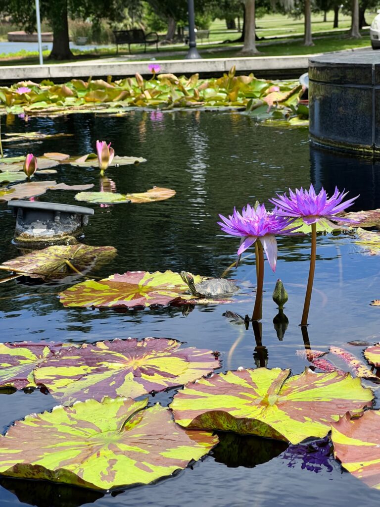 lily pad and flowers