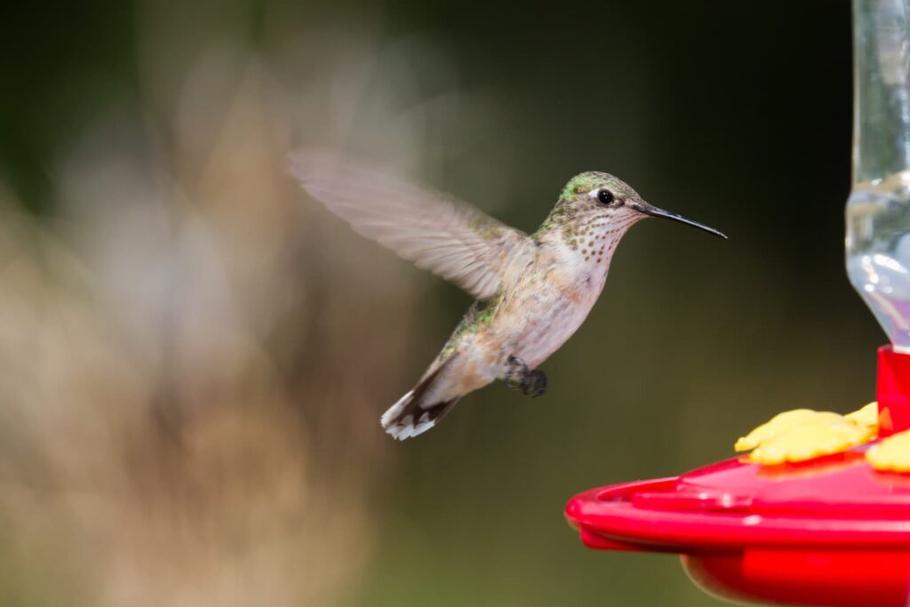 hummingbird in garden — noticing small moments of joy in daily life