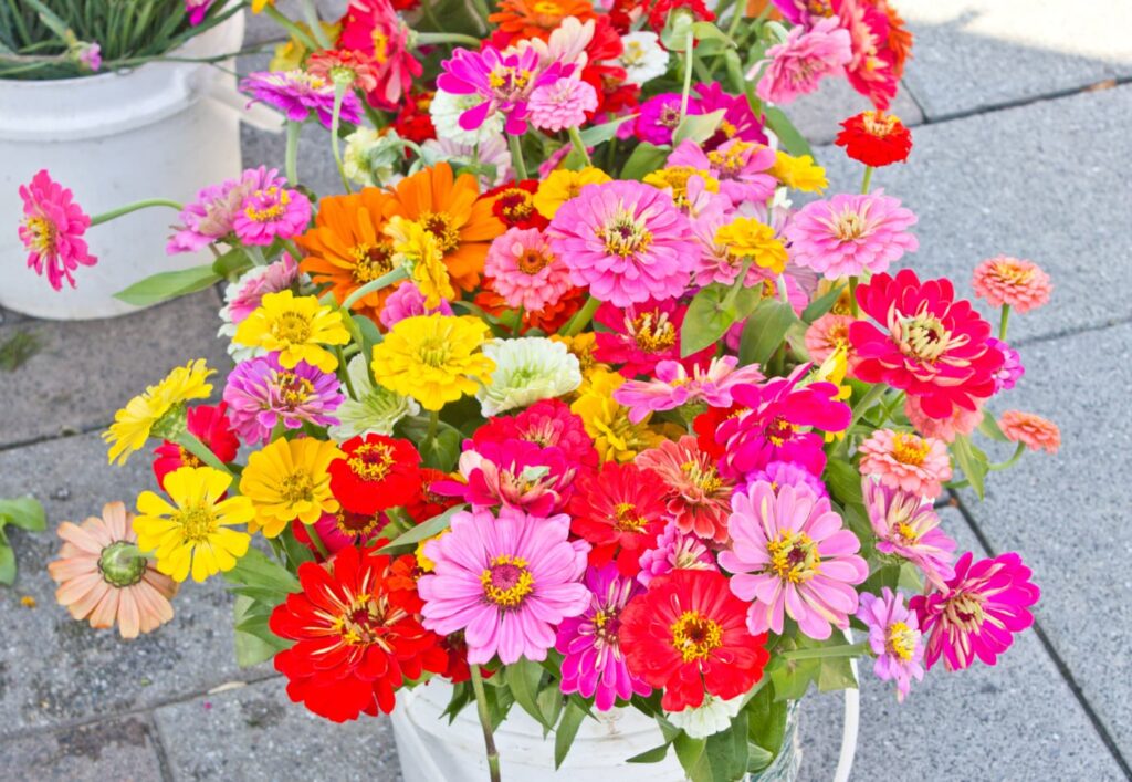 Weekend Meanderings farmers market flowers on a Saturday morning
