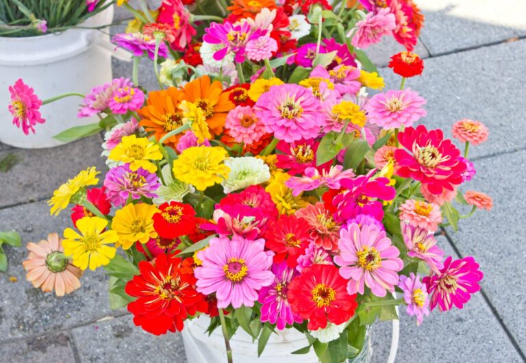 farmers market flowers on a Saturday morning