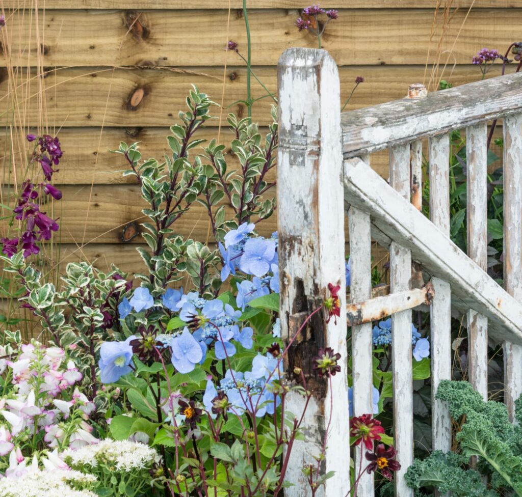 Woman tending flowers growing through a weathered garden fence