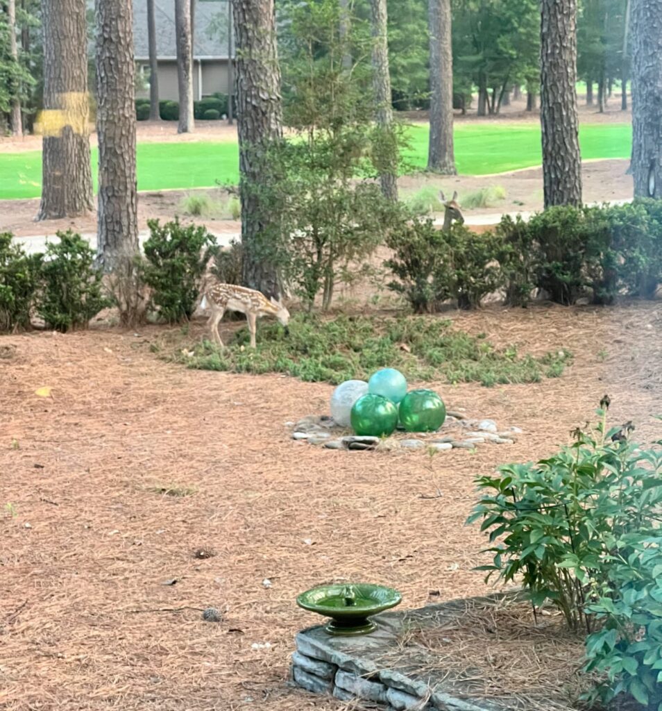 Farn in backyard Pinehurst NC