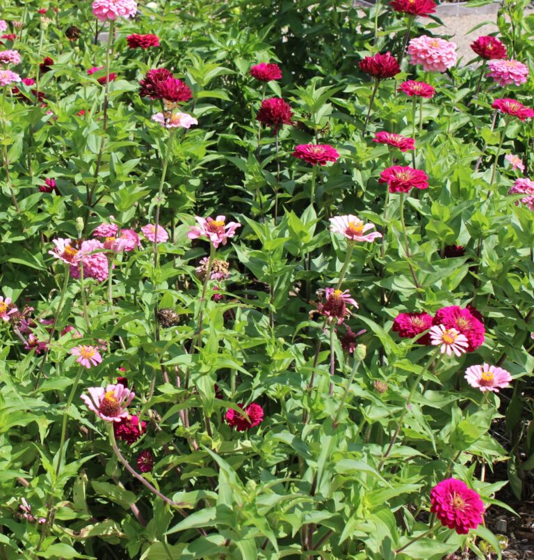 late summer garden with zinnias and warm afternoon light