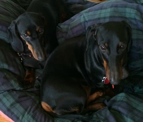 pisa Paris the pups on the couch