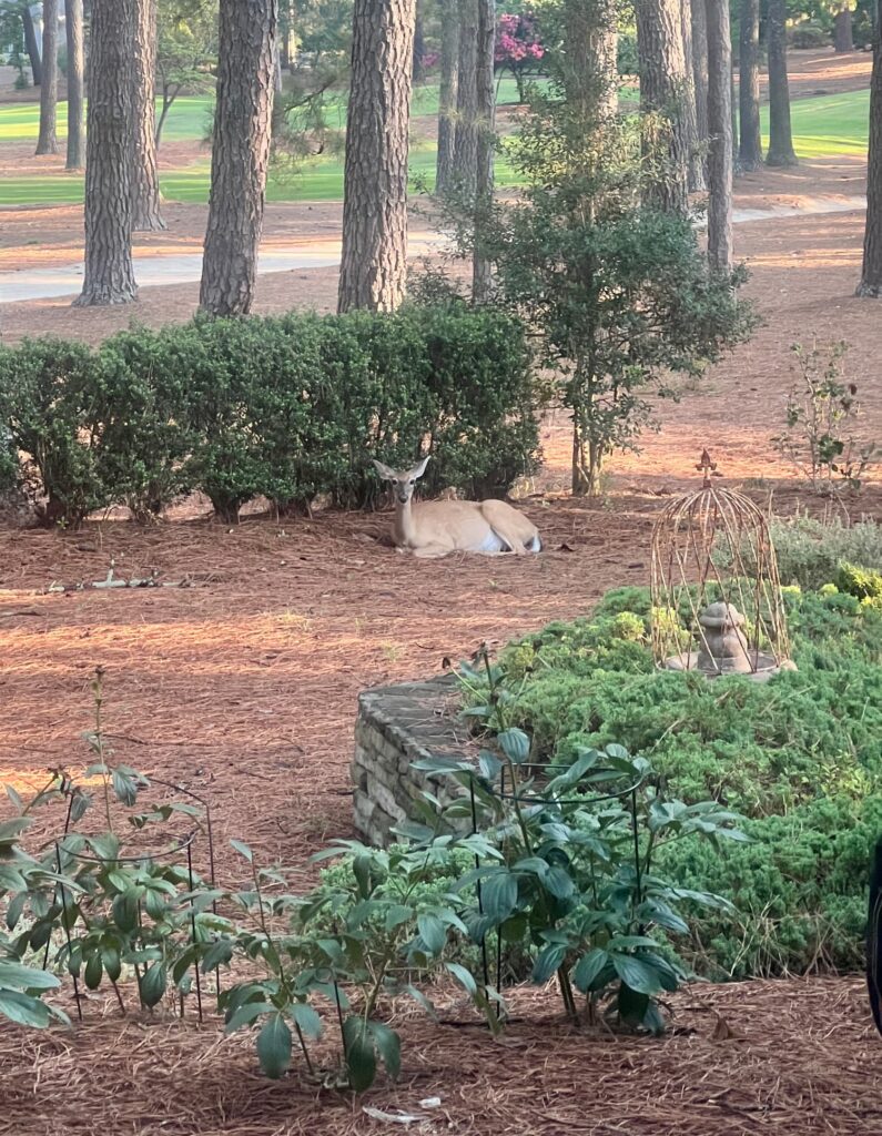weekend meanderings doe deer pine straw yard North Carolina summer morning