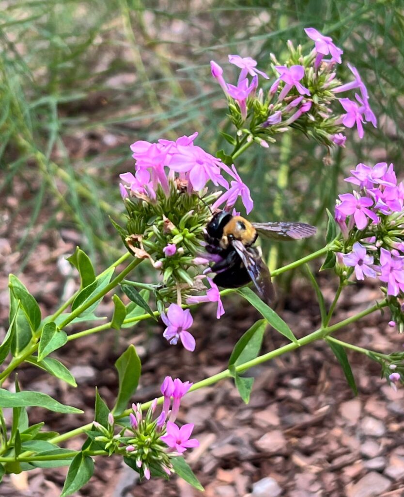 women over 50 real friendship, bumble bee on a pink and white flower