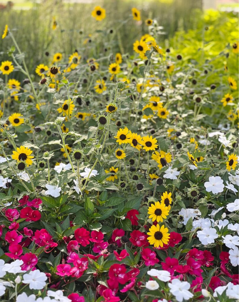 Weekend Meanderings — films, house tours, and a Friday exhale. Coneflowers and impatients