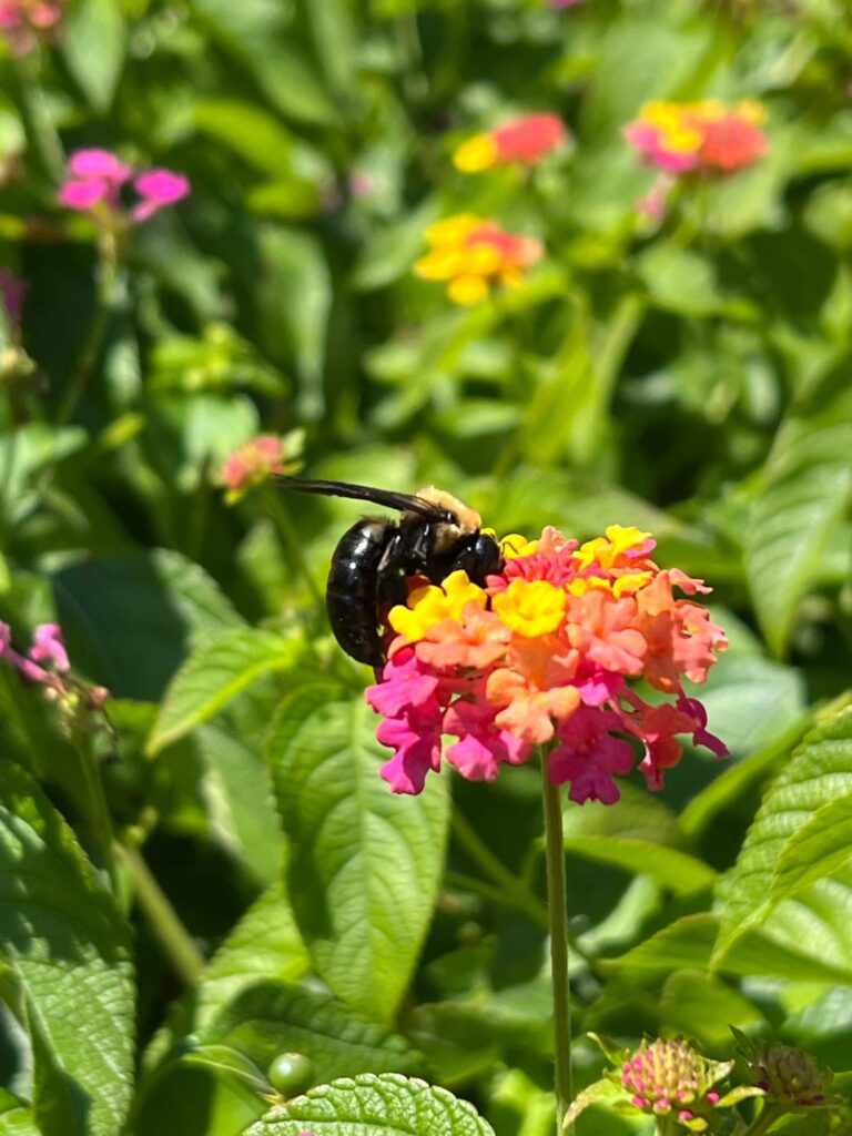 Friday Favorites bee on pink orange and yellow lantana flower