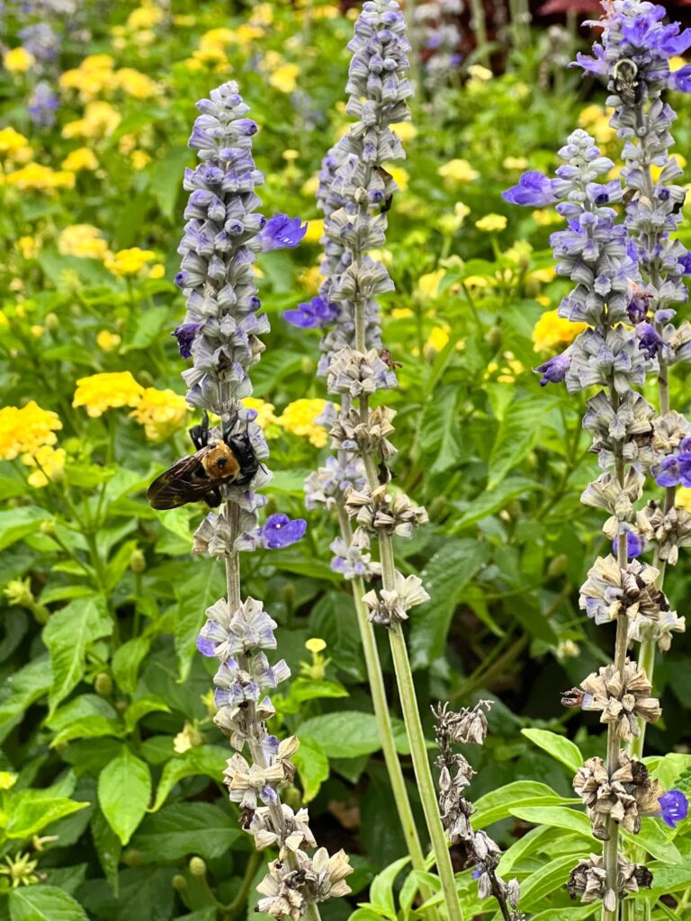 bee on yellow and purple flowers