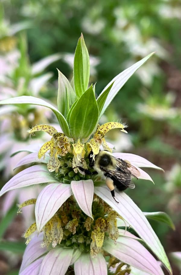 toxic friendships women over 50 queen bee, bumble bee on a pink and white flower