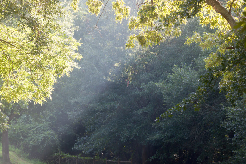 early monring light in the trees