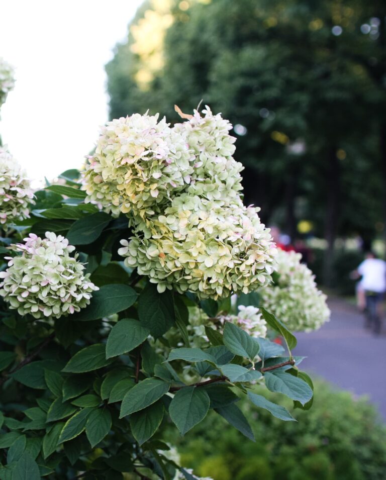 early morning walk summer with hydrangeas