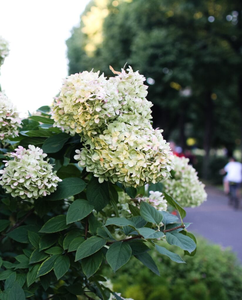early morning walk summer with hydrangeas