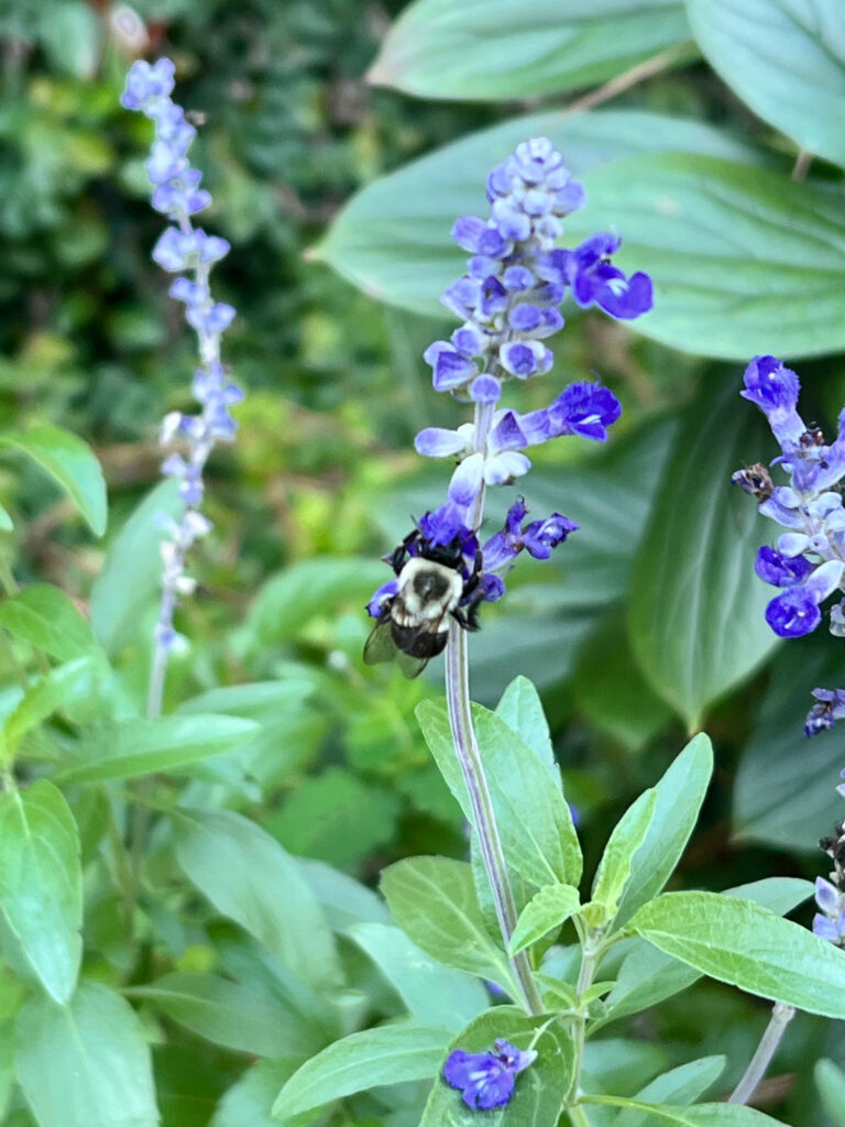 morning light garden path midlife, bee on a purple flower