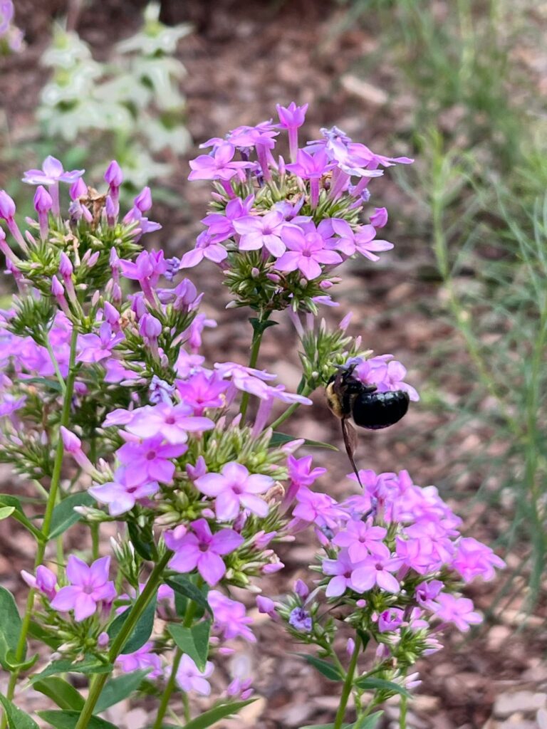 women over 50 real friendship, pink flowers with a bee
