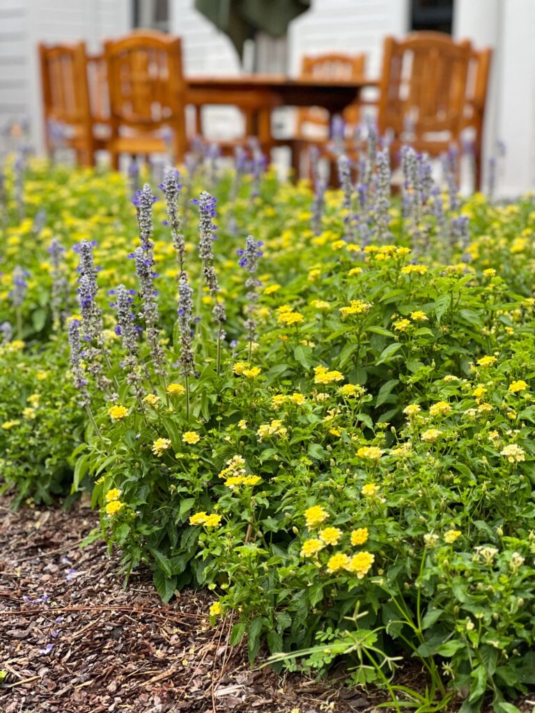 yellow and purple flowers