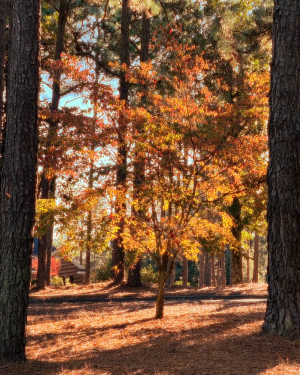 outdoor fall ritual walking among colorful autumn leaves