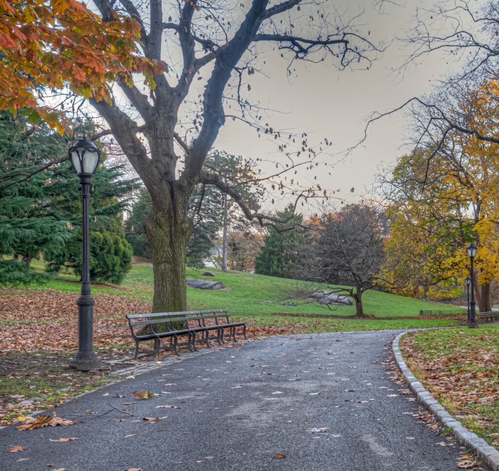 friday favorites Fall trees in the park