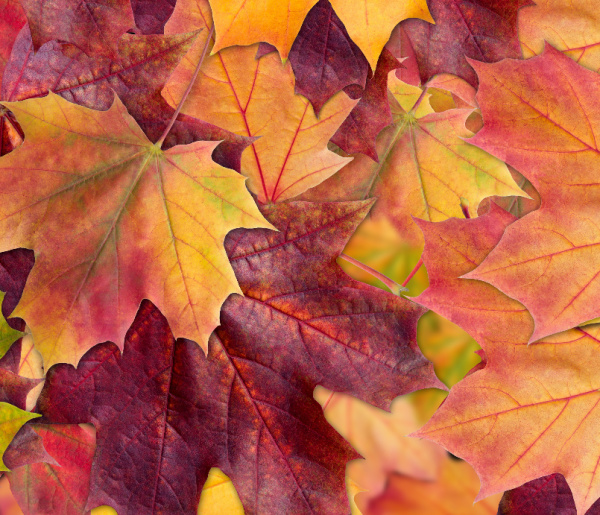 colorful fall leaves