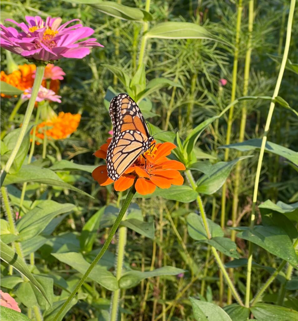 Weekend Meanderings monarch butterfly on a zinnia