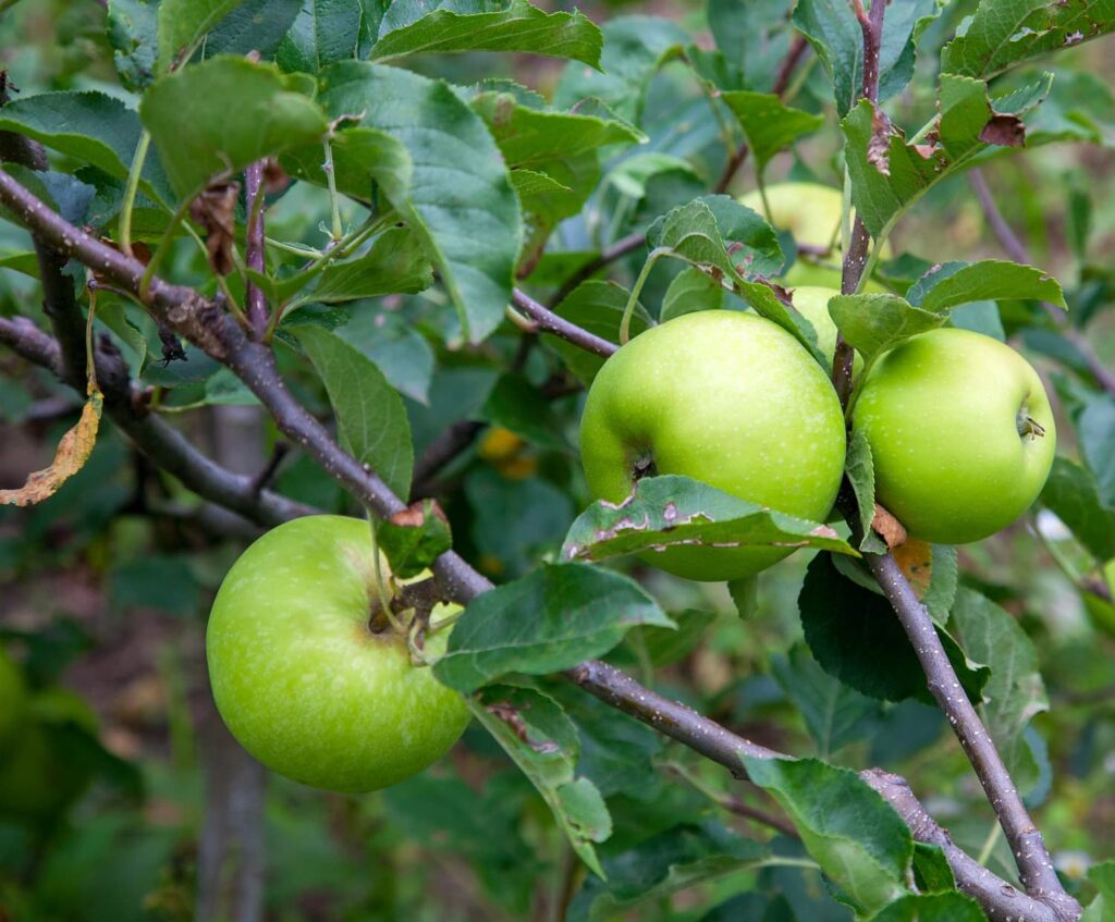 Granny smith apples on a tree ready for Roasted Apple Salad