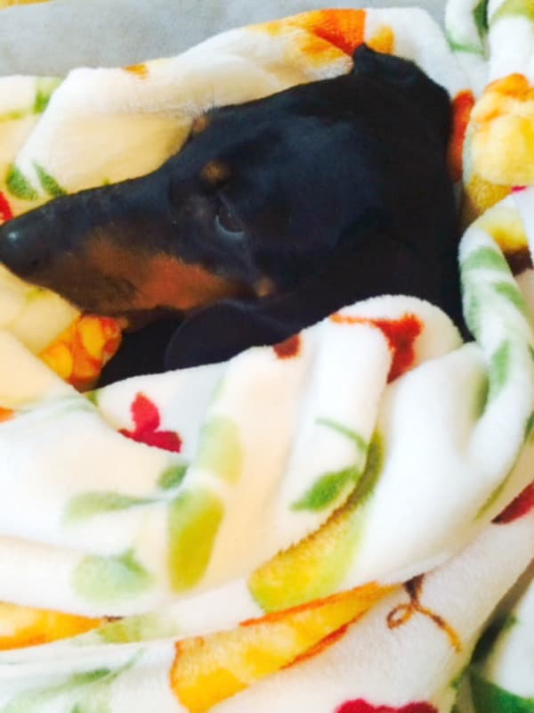 dachshund curled up on a blanket at home, staying in by choice